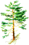 pin