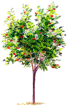 sorbier