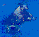 capricorne